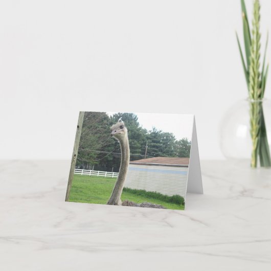 Ostrich Kaart (Voorkant)