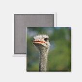 Ostrich Magneet (Voorkant / Achterkant)