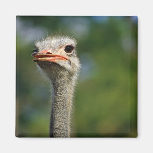 Ostrich Magneet (Voorkant)