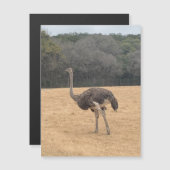 Ostrich Magnet (Voorkant / Achterkant)