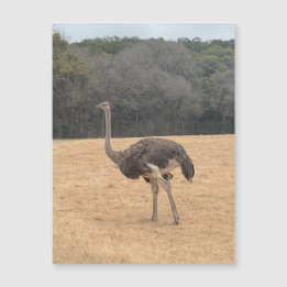 Ostrich Magnet
