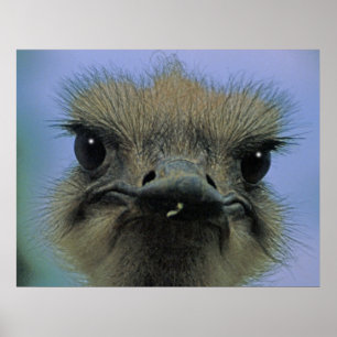 Ostrich of Emu met "problemen"! Poster