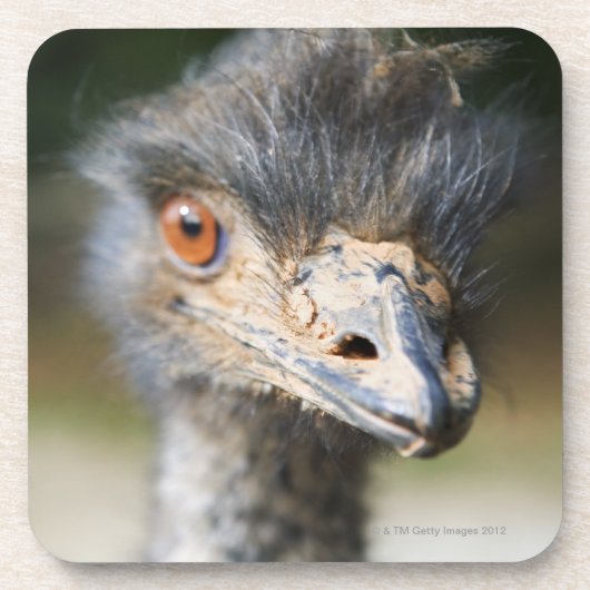Ostrich Onderzetter (Voorkant)