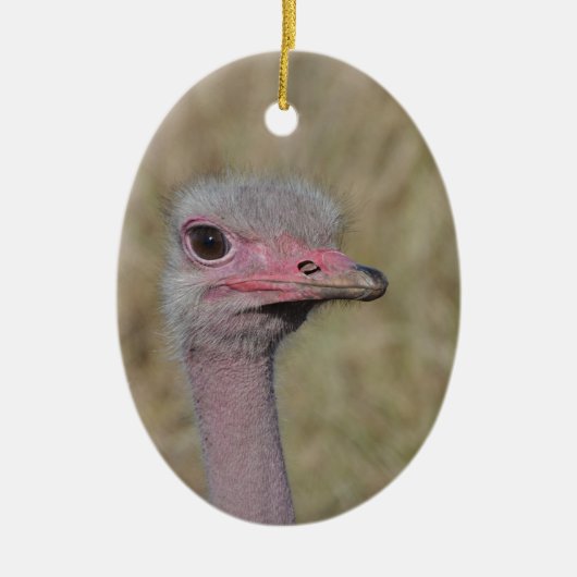 Ostrich Ornament (Voorkant)