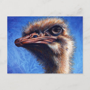 Ostrich Post Card Briefkaart