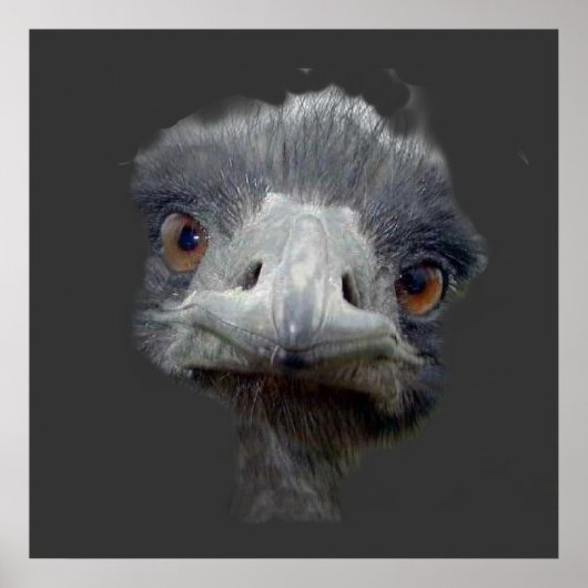 Ostrich Poster (Voorkant)