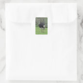 Ostrich Ronde Sticker (Tas)