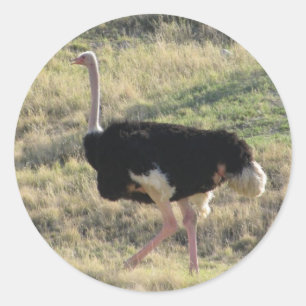 Ostrich Ronde Sticker