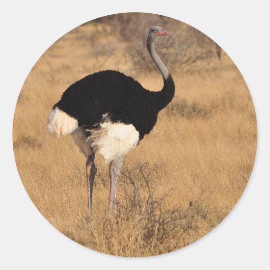 Ostrich Sticker 1 (Voorkant)
