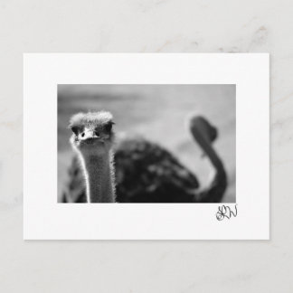 Ostrich Vragen Briefkaart