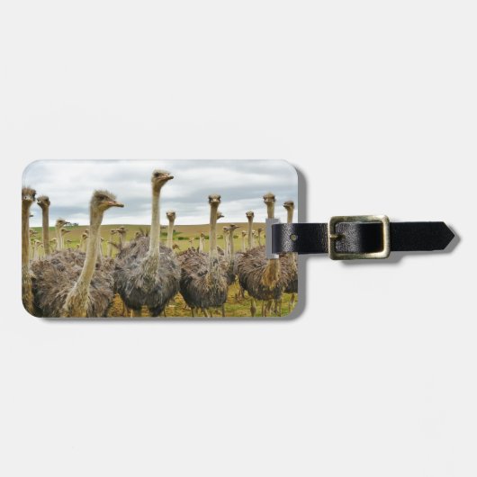 Ostriches Bagagelabel (Voorkant horizontaal)