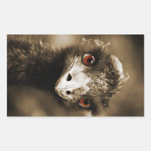 Ostriches Kijk stickers (Voorkant)