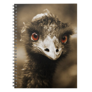 Ostriches Look carnet