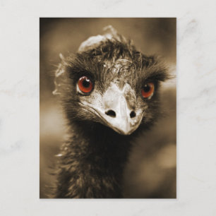 Ostriches Look carte postale