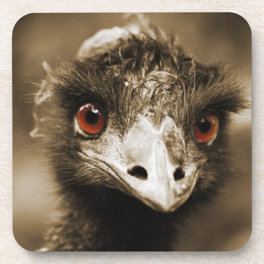 Ostriches Look dessous de verre (Devant)