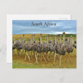 Ostriches Zuid-Afrika Briefkaart (Voorkant / Achterkant)