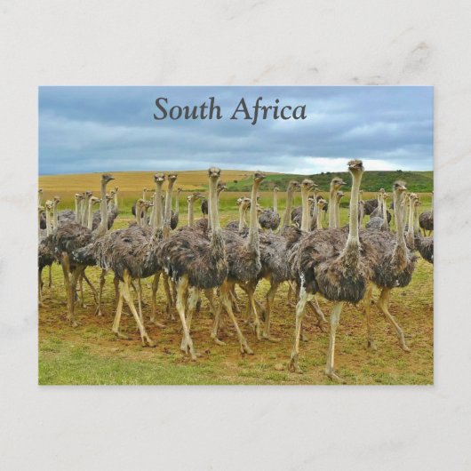 Ostriches Zuid-Afrika Briefkaart (Voorkant)