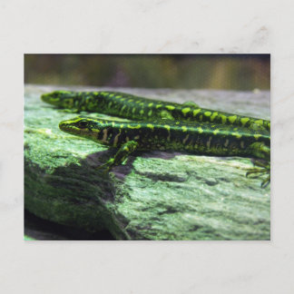 Otago Skink Briefkaart
