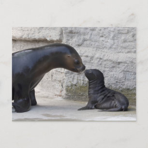 Otaria flavescens briefkaart