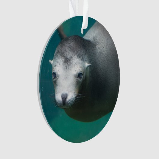 Otarie de Smithsonien | (devant)