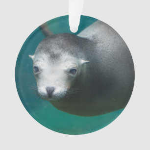 Otarie de Smithsonien  