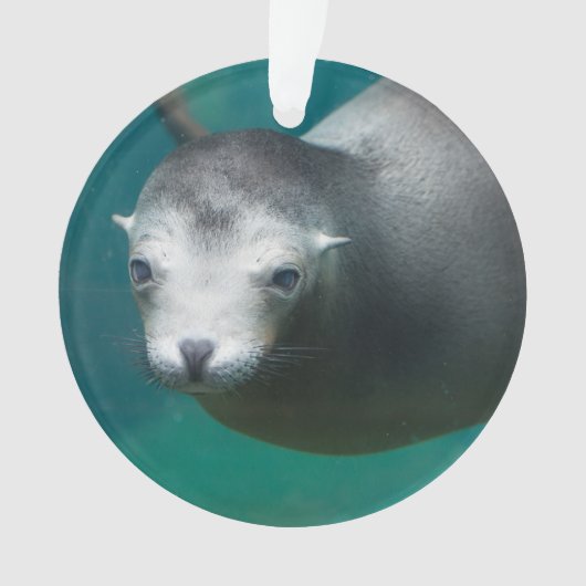 Otarie de Smithsonien | (devant)