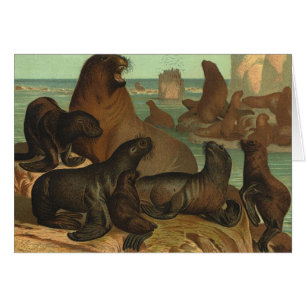 Otaries sur la plage, Animaux de la vie marine vin