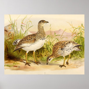 Otis Tetrax Illustratie Poster