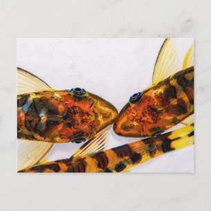 Otocinclus zebra aquarium briefkaart