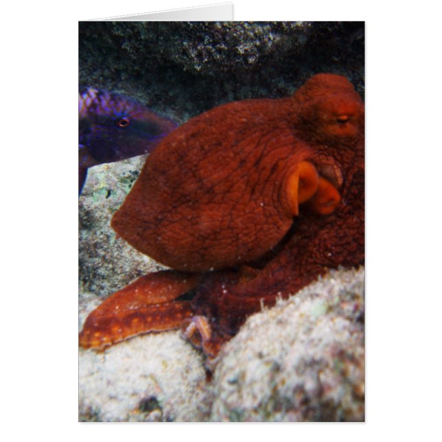 Otopus d'Hawaï (Devant)