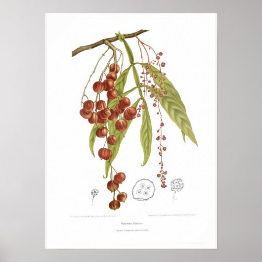 Otorpha alata poster (Voorkant)