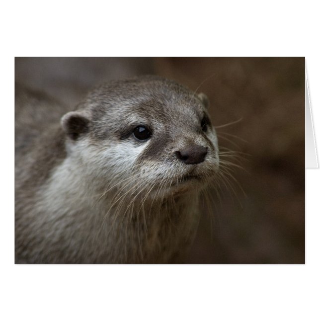Otter (Devant horizontal)