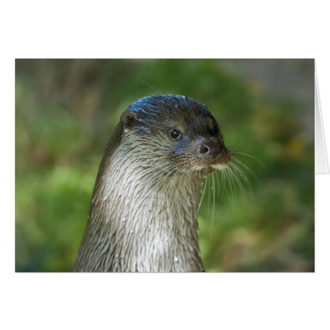 otter (Voorkant Horizontaal)