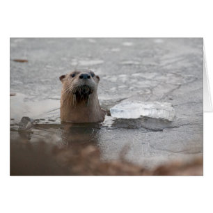 Otter