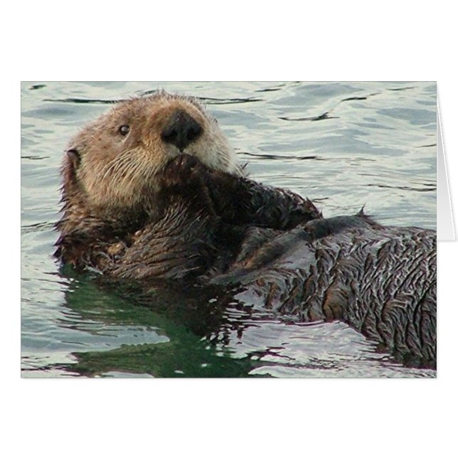 otter 116 quater (Voorkant Horizontaal)