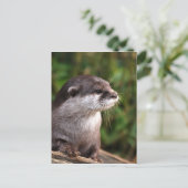 otter-342 briefkaart (Staand voorkant)