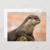 Otter Briefkaart (Voorkant / Achterkant)