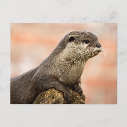 Otter Briefkaart (Voorkant)