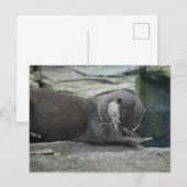 otter briefkaart (Voorkant / Achterkant)