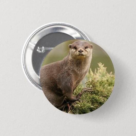 Otter Button (Voorkant /achterkant)