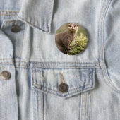 Otter Button (In situ)