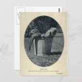 Otter Cubs Briefkaart (Voorkant / Achterkant)