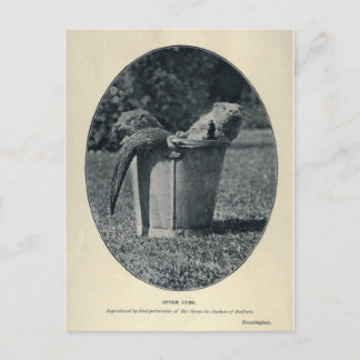 Otter Cubs Briefkaart