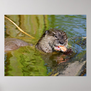 Otter die een garnaal eet poster