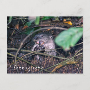 Otter die vis eet in Tortuguero - Costa Rica Briefkaart