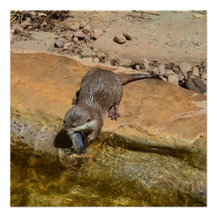 Otter Eating Fish by Pond, Glossy Poster Perfect Poster