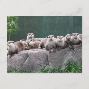 Otter-gezin Briefkaart