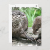 Otter Habitat-Briefkaarten Briefkaart (Voorkant / Achterkant)