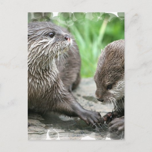 Otter Habitat-Briefkaarten Briefkaart (Voorkant)