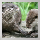 Otter Habitat Poster (Voorkant)